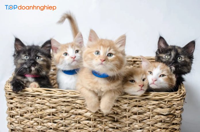 Top 8 địa chỉ mua mèo uy tín ở Hà Nội, đa dạng giống mèo