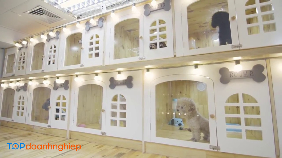 Đừng bỏ lỡ Top 8 khách sạn chó mèo ở Hà Nội uy tín, giá rẻ