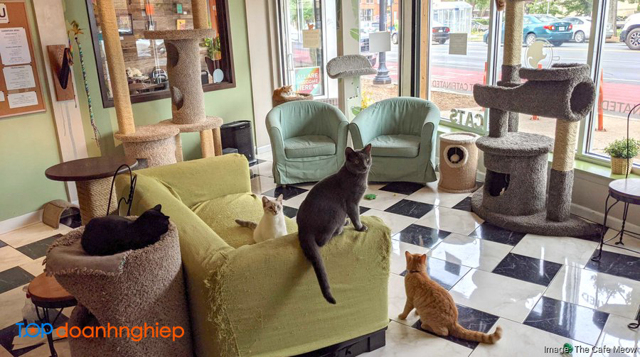 Top 8 quán cafe mèo ở Hà Nội được nhiều người yêu thích 