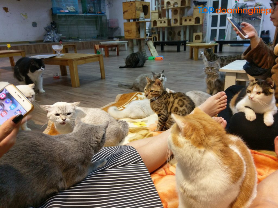 Top 8 quán cafe mèo ở Hà Nội được nhiều người yêu thích 