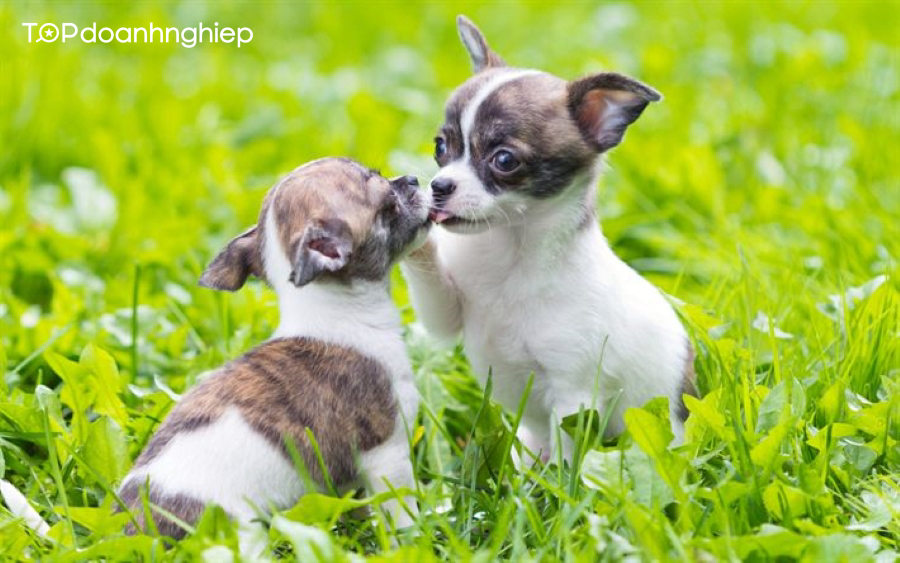 Top 8 các giống chó cảnh ở Việt Nam được nuôi nhiều nhất