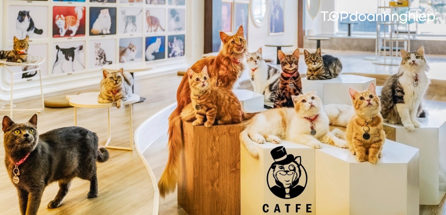 Top 7 quán cafe thú cưng ở Sài Gòn siêu hot, hút khách nhất